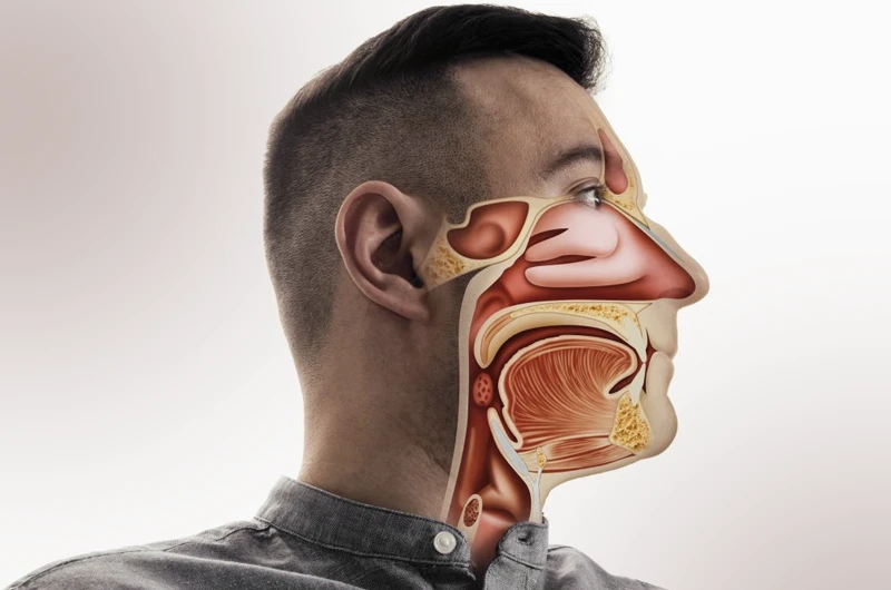 Homem de perfil com ilustração anatômica sobreposta mostrando cavidade nasal, boca e garganta em corte